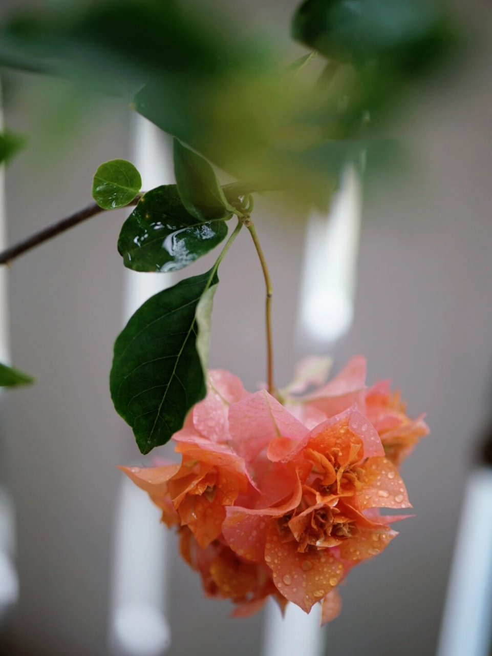 重瓣三角梅比较勤花,不会掉花苞或者花朵,开败也会干枯在枝头,需要