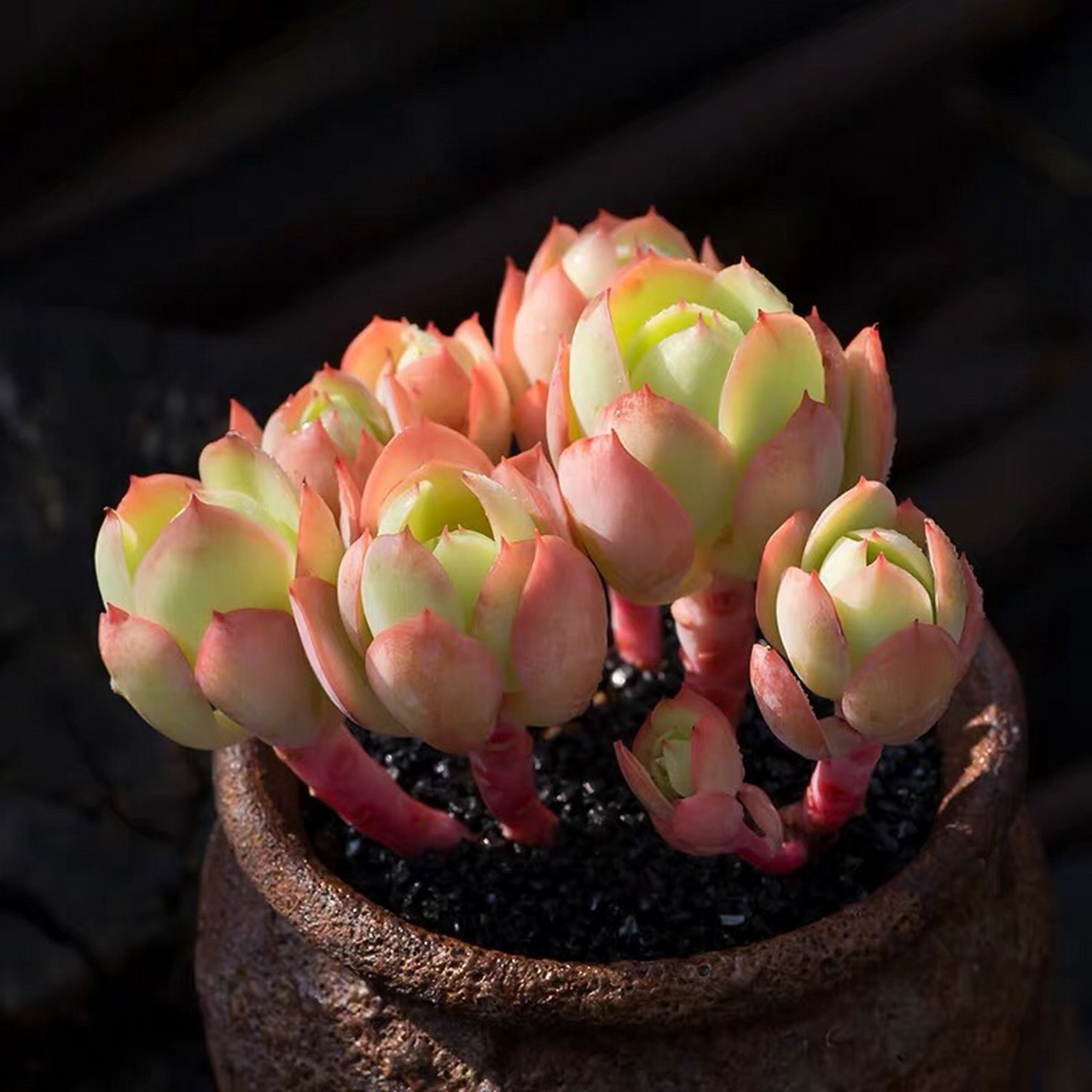 99每日认识一株多肉——碧桃 99可羡瑶池碧桃树,碧桃红颊一千年.