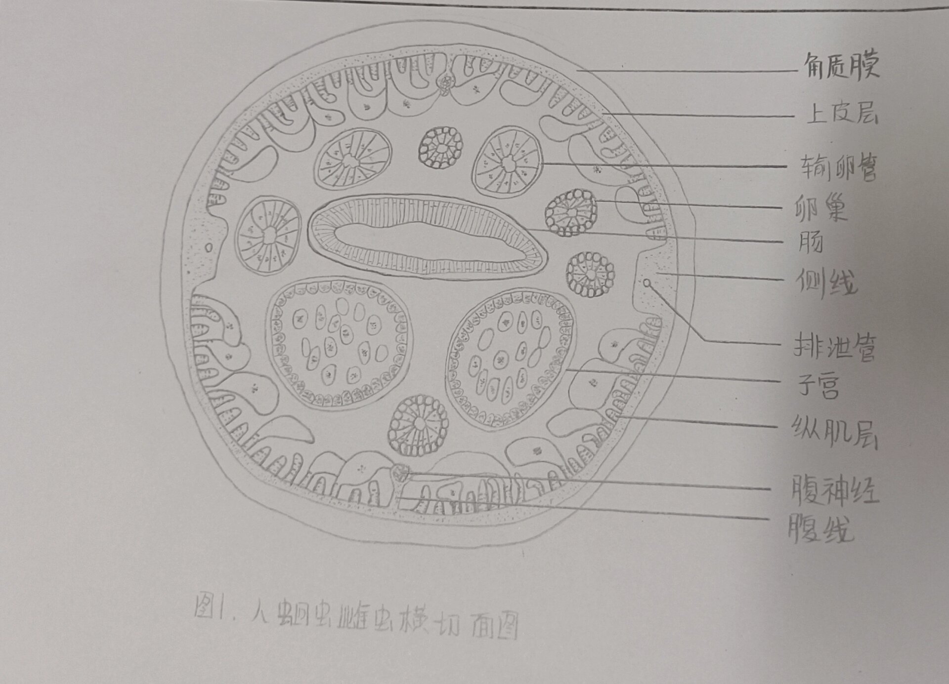 蛔虫的结构简图图片