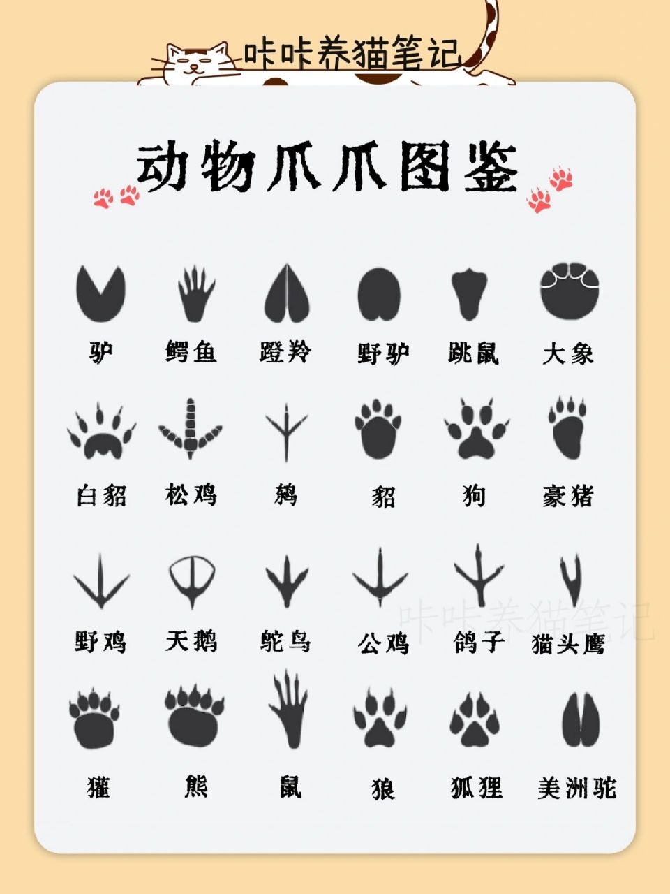 动物爪爪图鉴09你认出了几款97 这些爪爪图印你都认识吗,哪种你