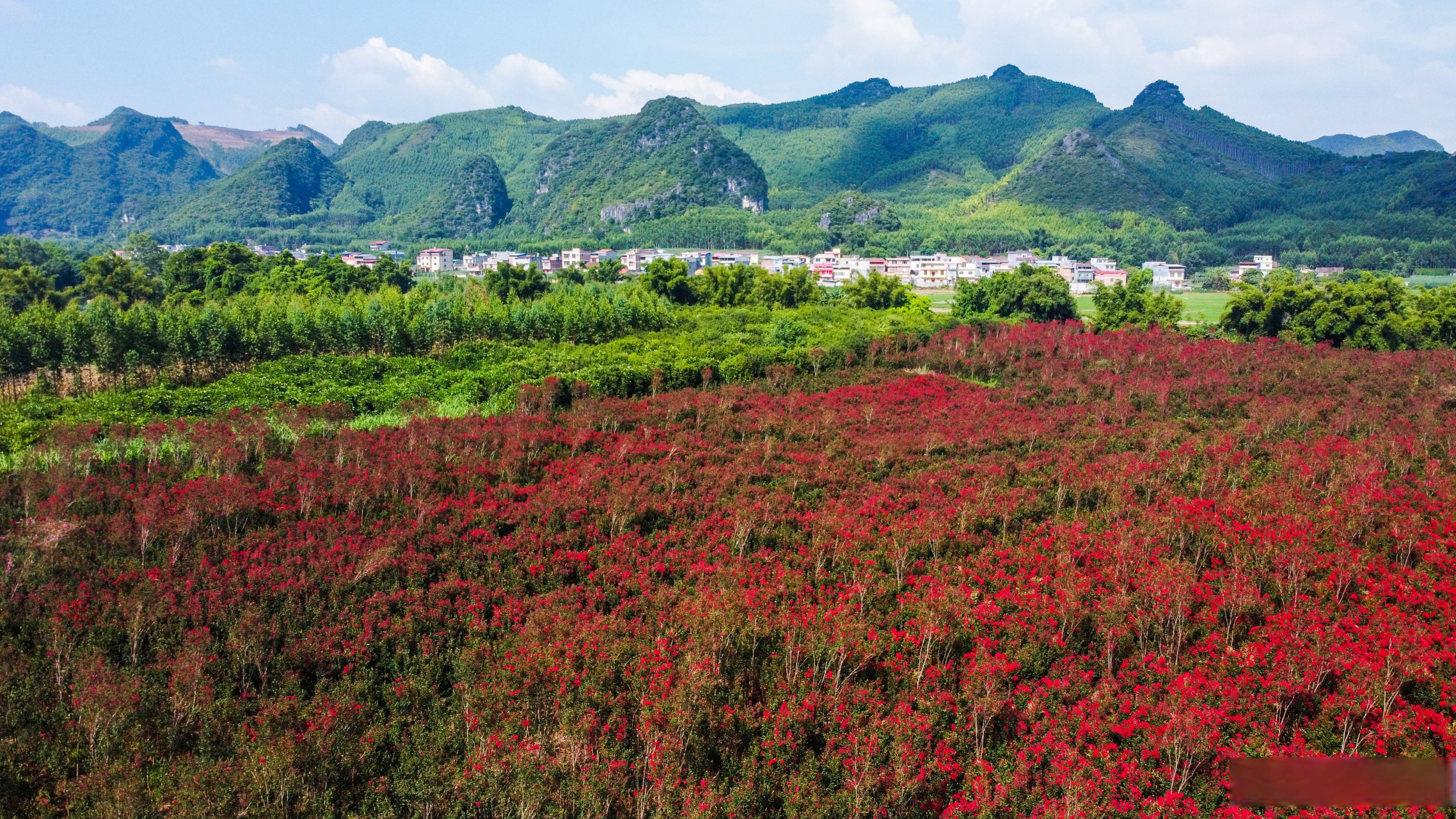 來賓良塘:紫薇花種植助力鄉村振興