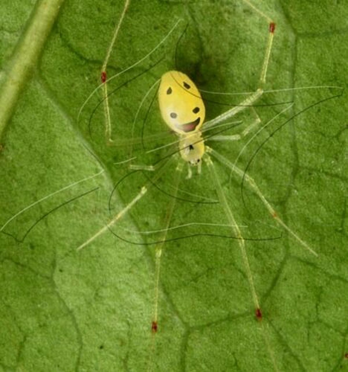 最可爱了蜘蛛| 笑脸蜘蛛 97笑脸蜘蛛是美国夏威夷群岛上一种特有的