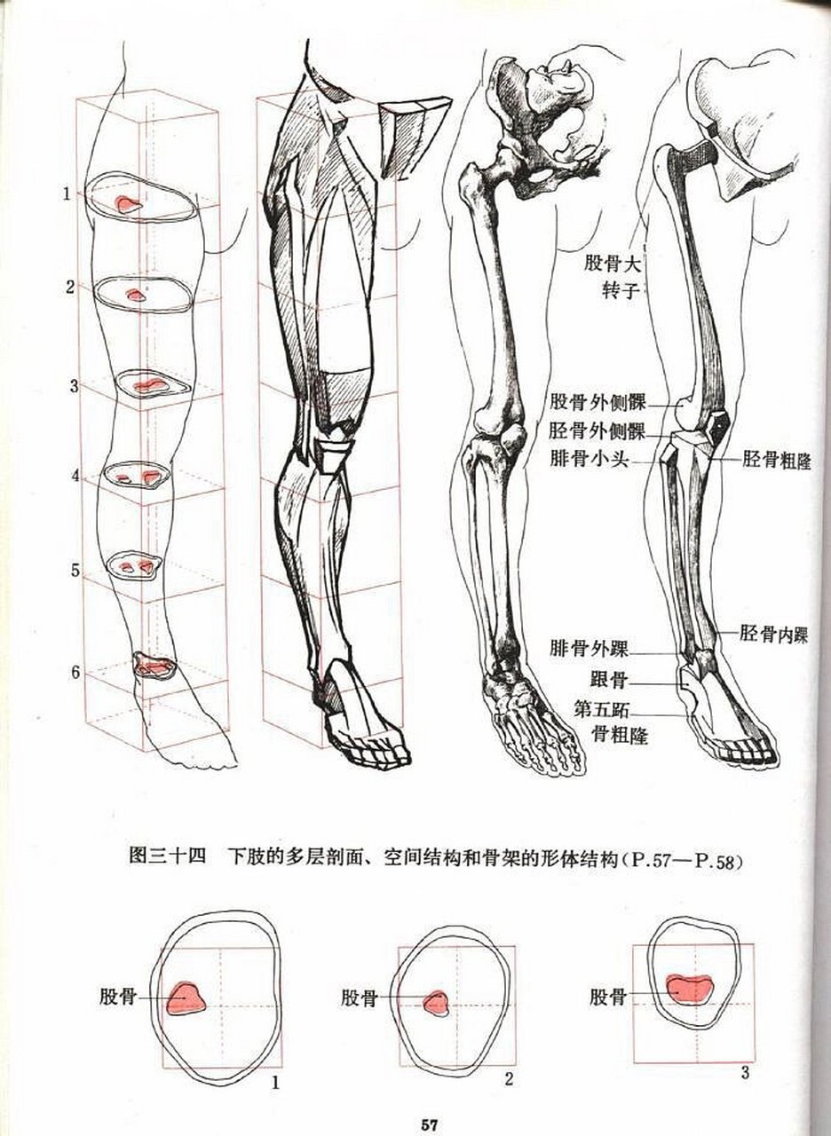 人大腿结构分布示意图图片