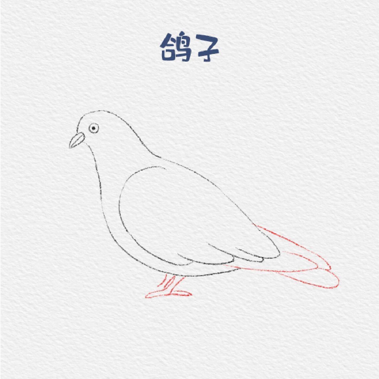 动物类—鸽子🕊️简笔画
