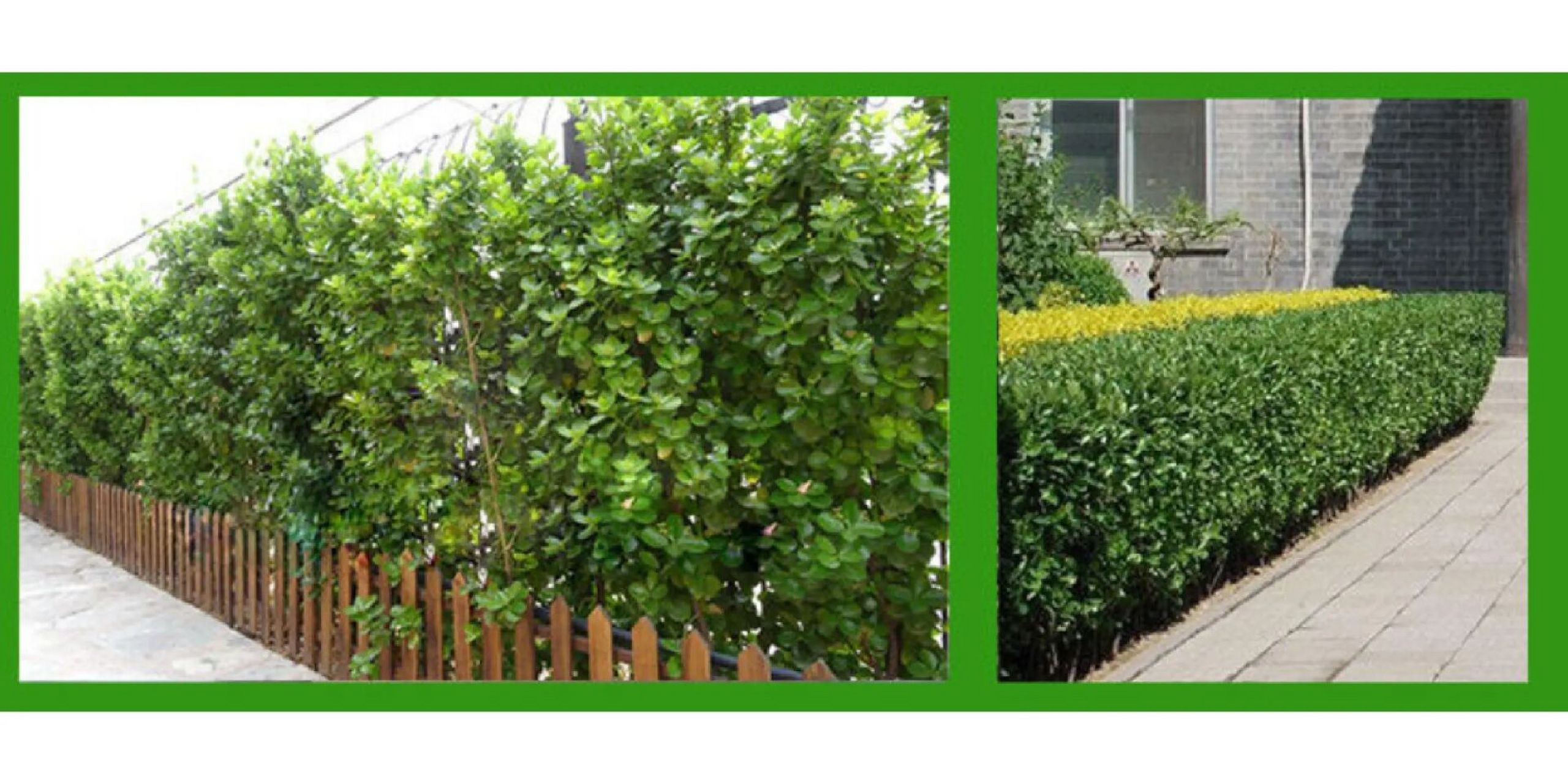 北海道 绿篱笆墙隐私墙,别墅庭院绿化围挡    北海道冬青是四季常绿