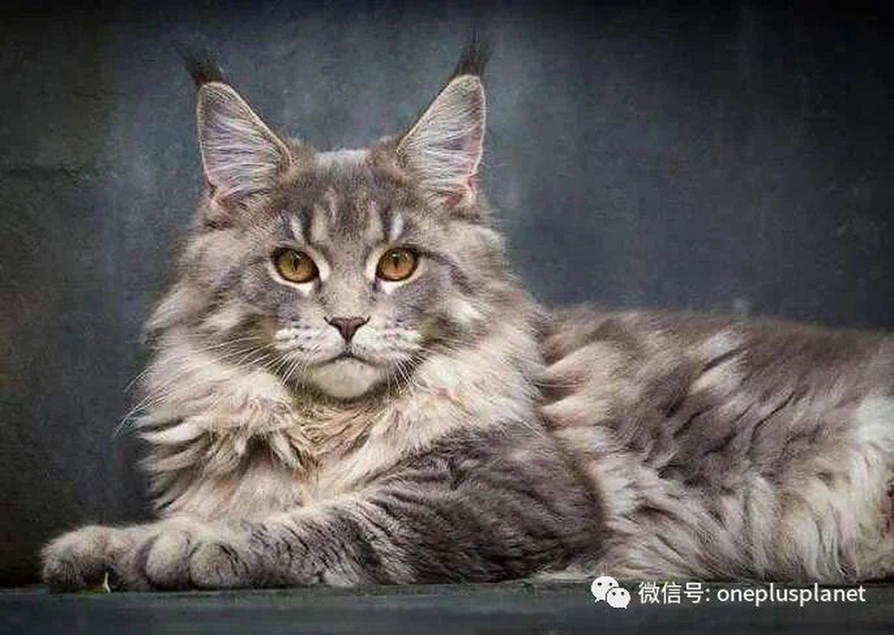 科普简述——缅因猫 mainecoon cat 缅因猫,又称缅因库恩猫,是比较