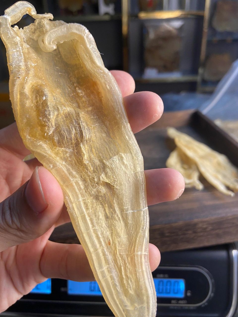 入门档鱼胶介绍-双背北海胶  实惠,双背胶是北海胶的一种,可以说是市