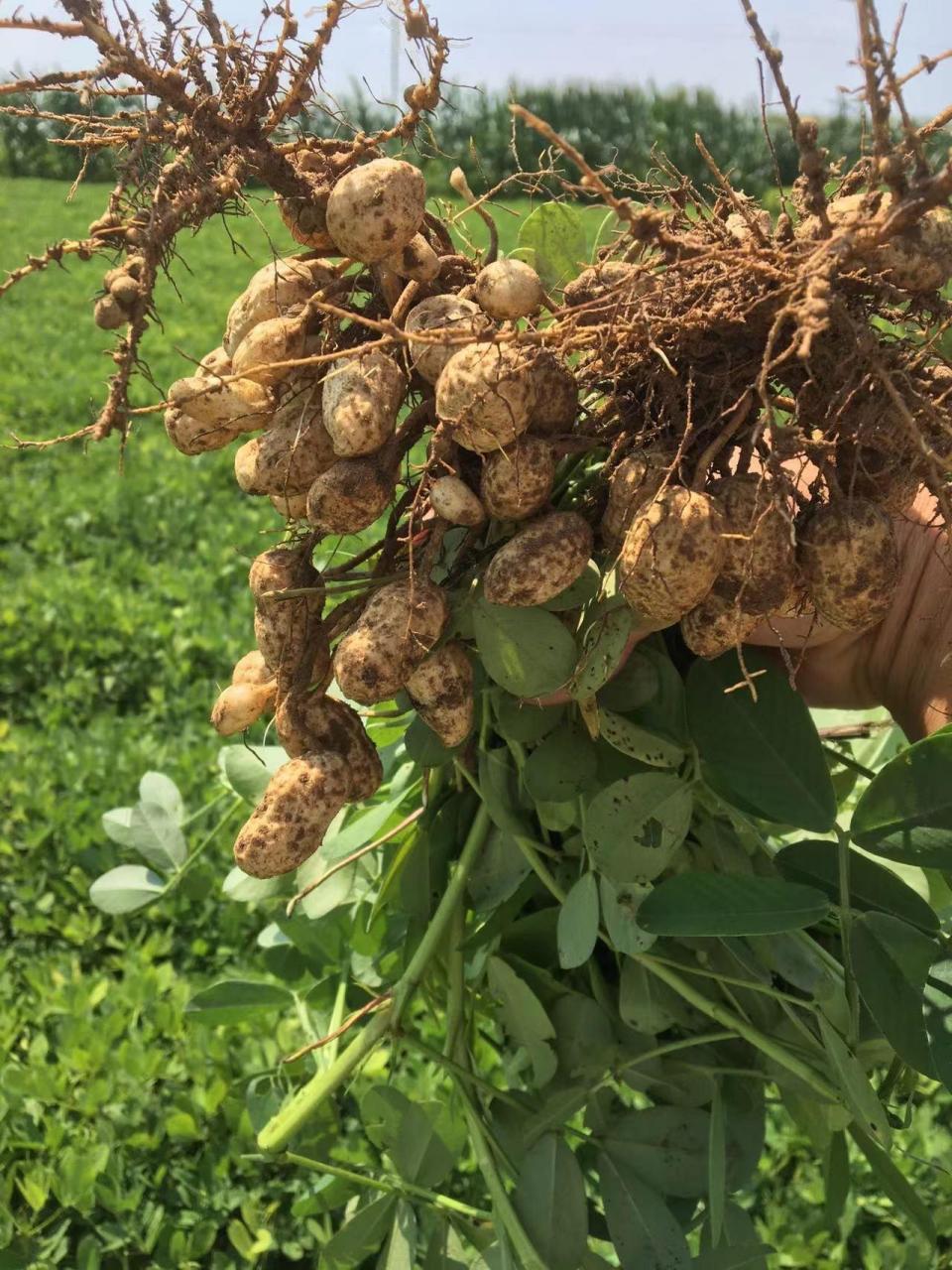 308花生原种基地实拍
