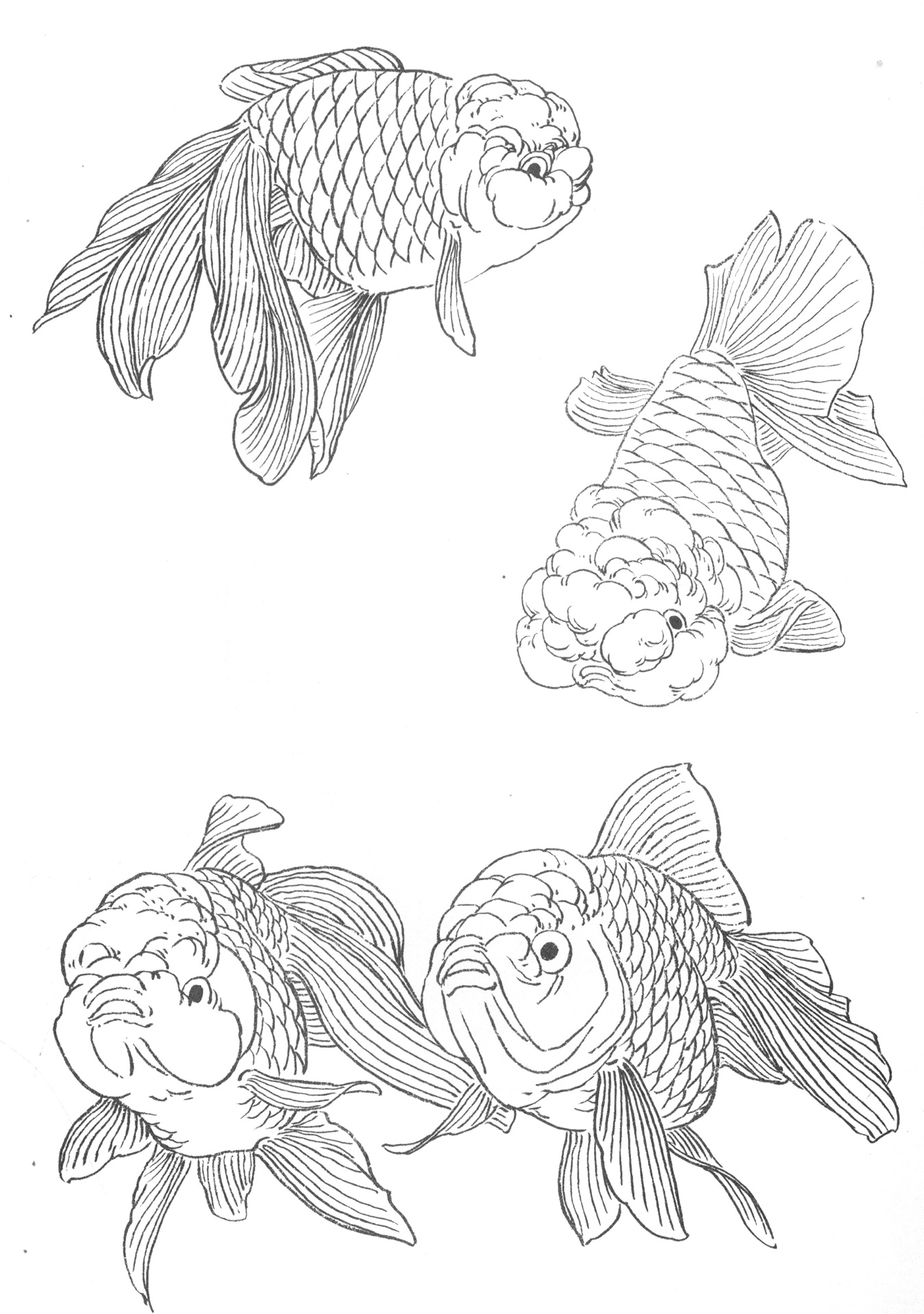 白描金鱼素材 | 金鱼绘画技巧 | 创作灵感