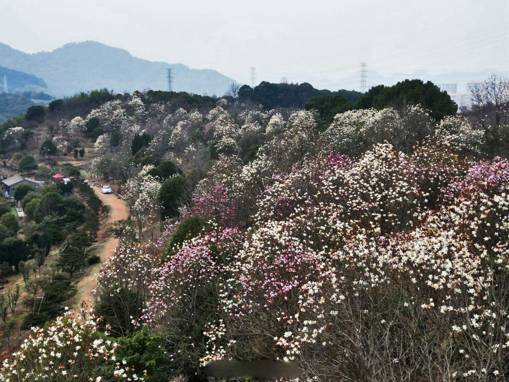 奉化长岭村玉兰花图片