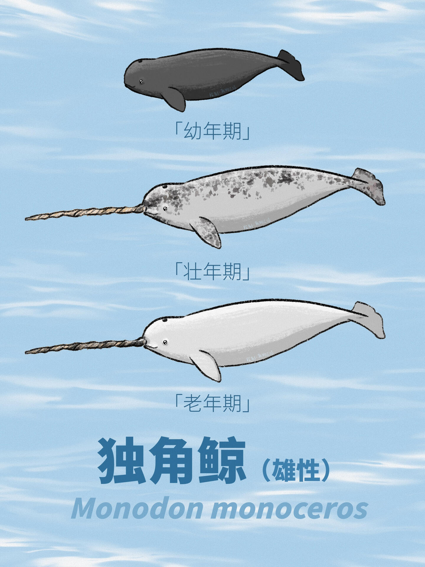 独角鲸「monodon monoceros」