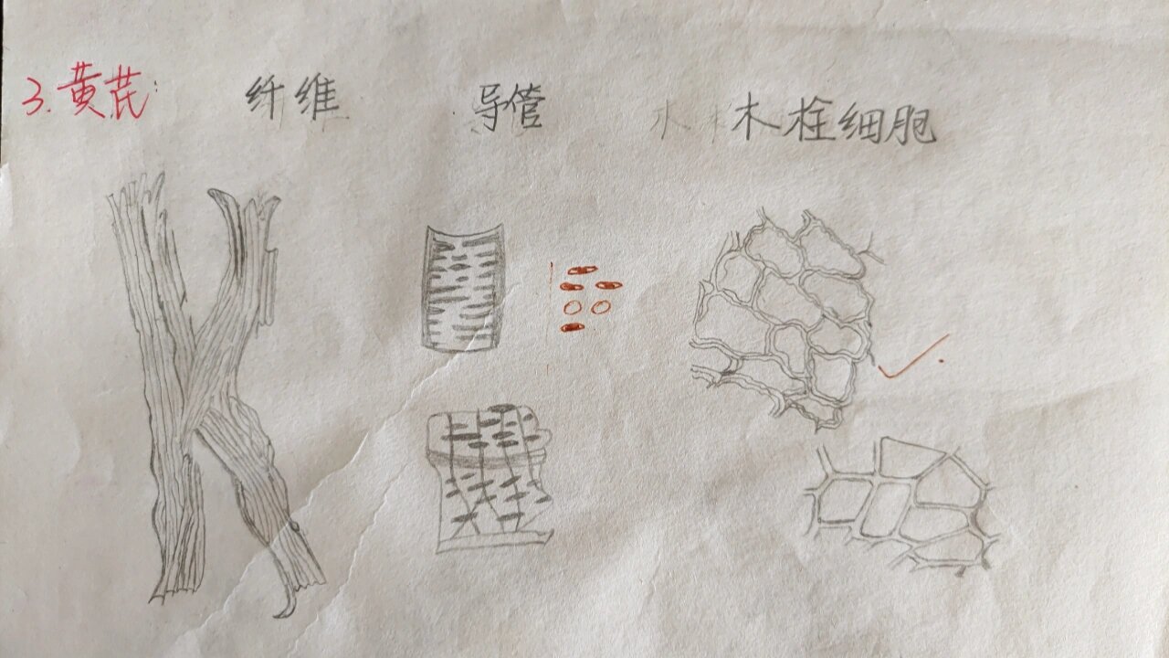 黄芪,大青叶粉末显微图