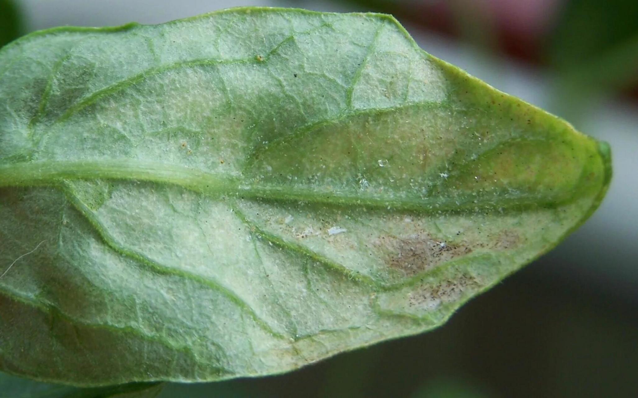 红蜘蛛植物发病图片图片