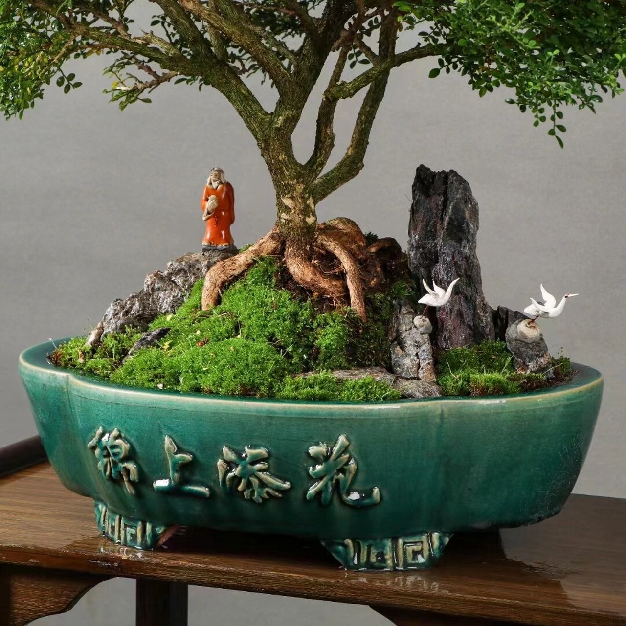 九里香 台湾达摩九里香,如图实拍