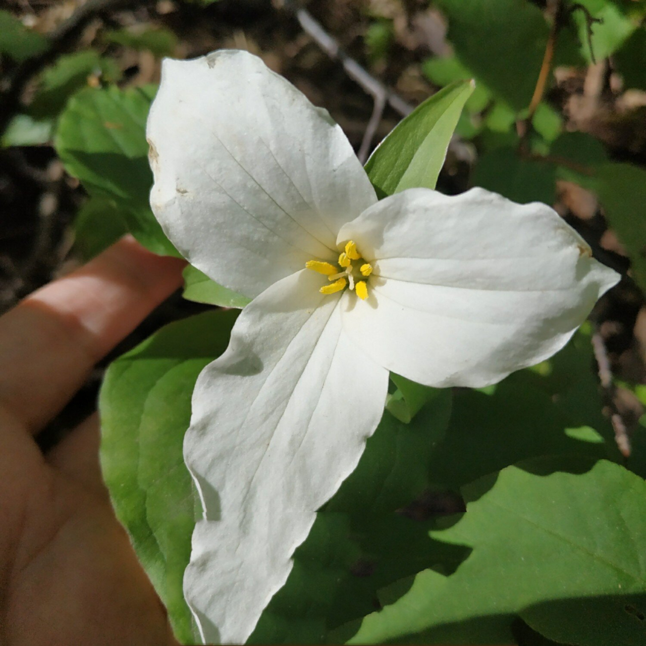 i 壹舍识草 集55 trillium 民间的三叶一枝花, 中药的头顶一颗珠