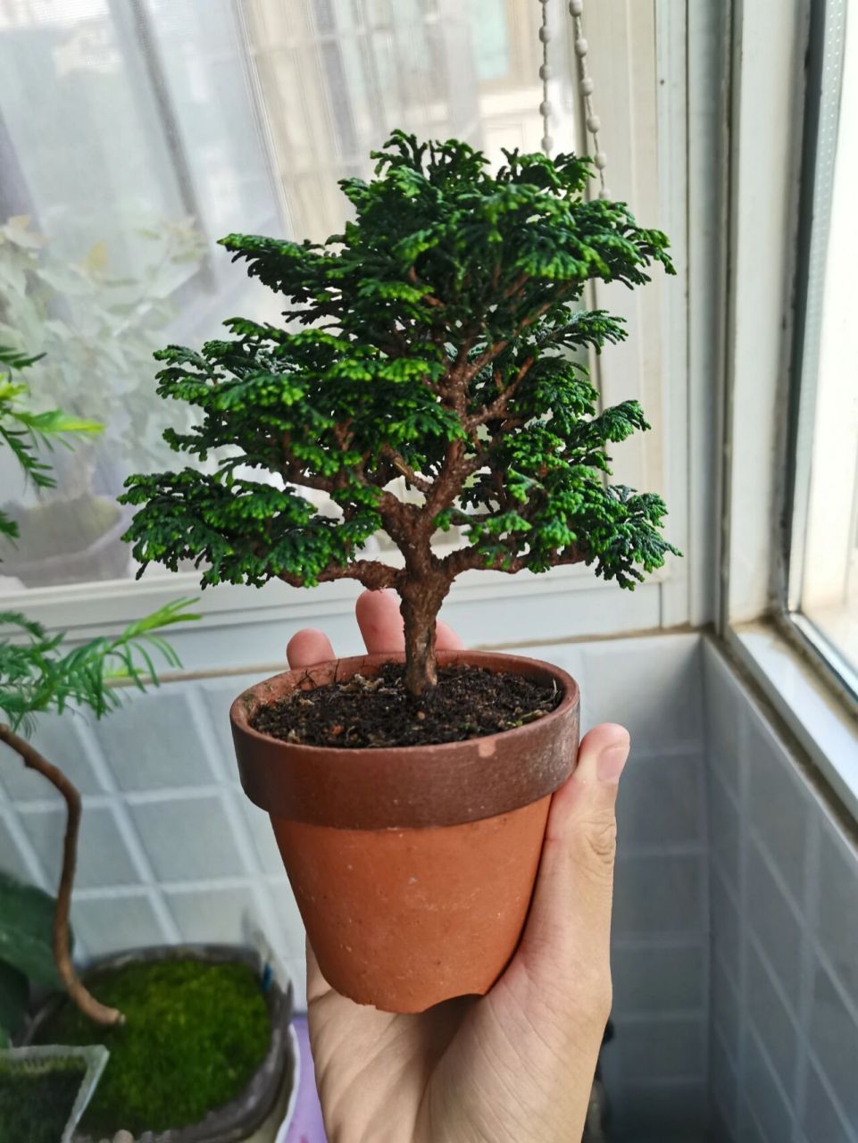一手托日本津山桧盆景 一颗日本进口的津山桧盆景枝爪,层次,冠幅,非常