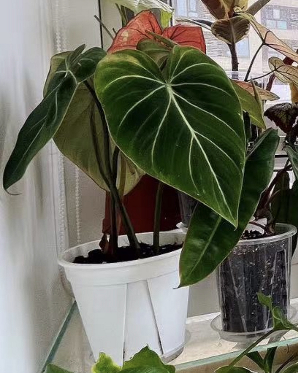 【求助】怎么区分明脉蔓绿绒和荣耀蔓绿绒?