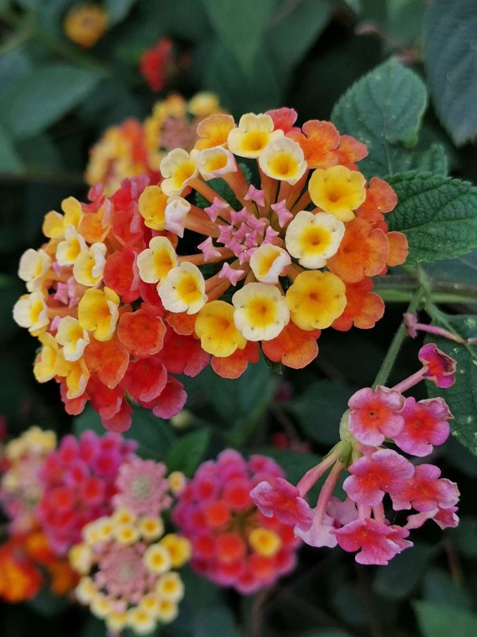 花园中的宿根花卉～最美色彩之一五色梅 五色梅:马缨丹(学名:lantana