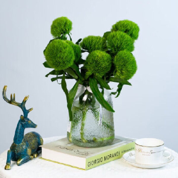 带你每天认识一种花材和养护592绿石竹 别名:绿毛球 花语:纯洁的爱