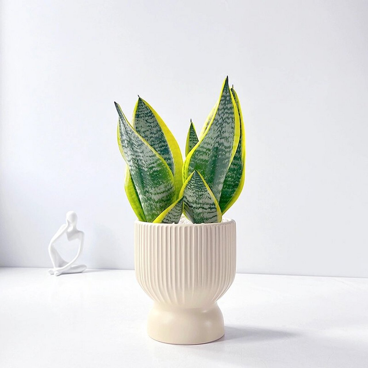 金边虎皮兰|ins网红家居解压耐旱好养盆栽 9369♀159369