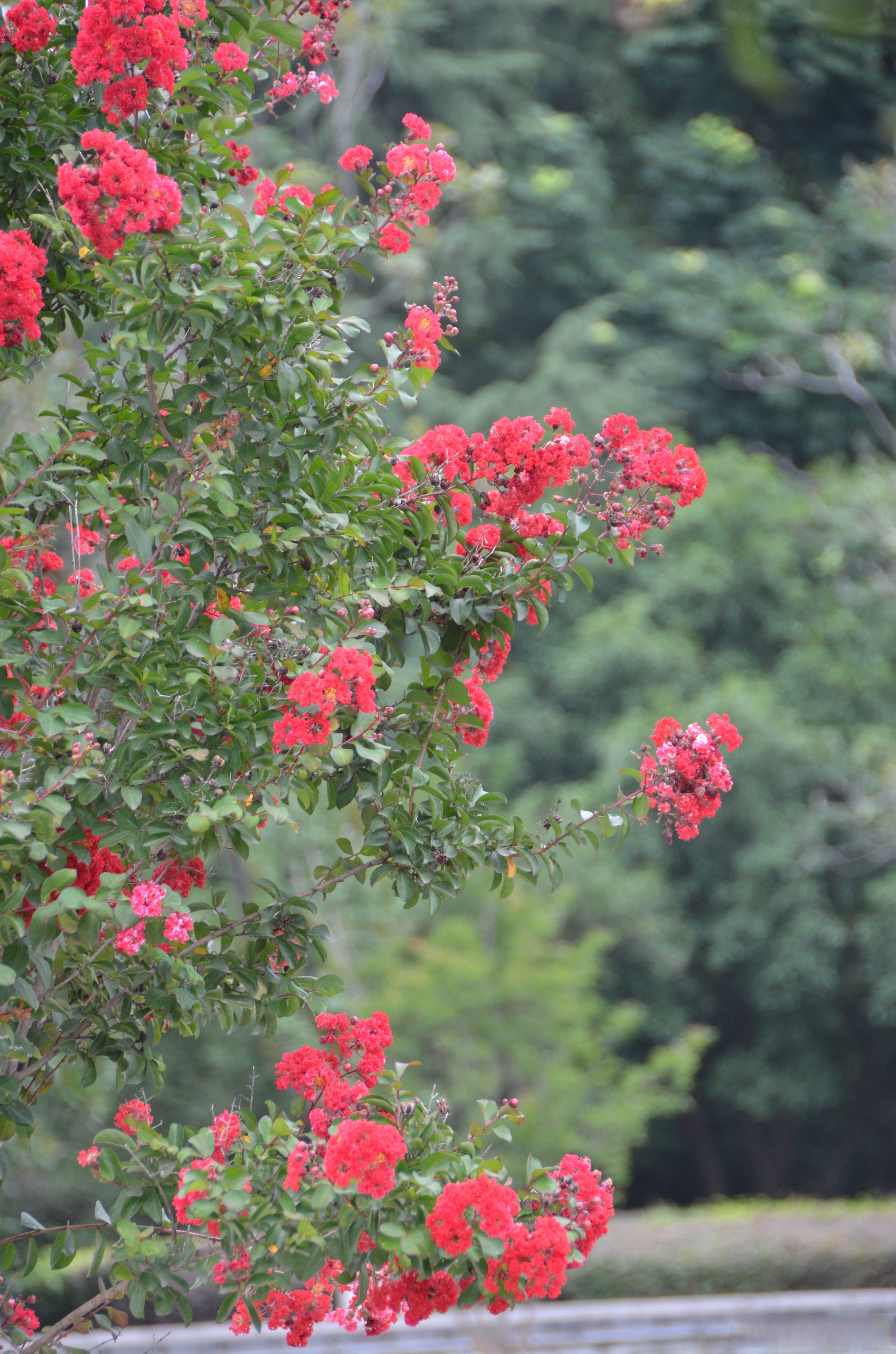 武汉城市漫游攻略# 盛夏已至,汉口江滩里的紫薇花正在大放异彩.