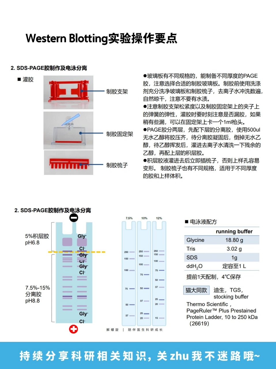 western blot流程图图片