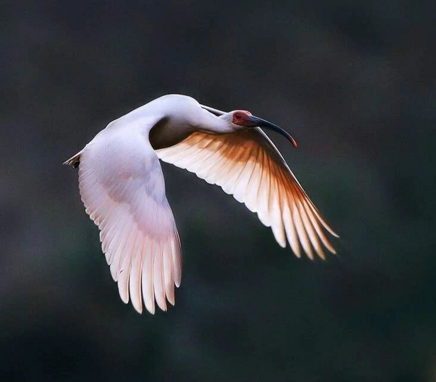 中国十大濒危动物——朱鹮 朱鹮(学名:nipponia nippon): 是鹮科,朱鹮