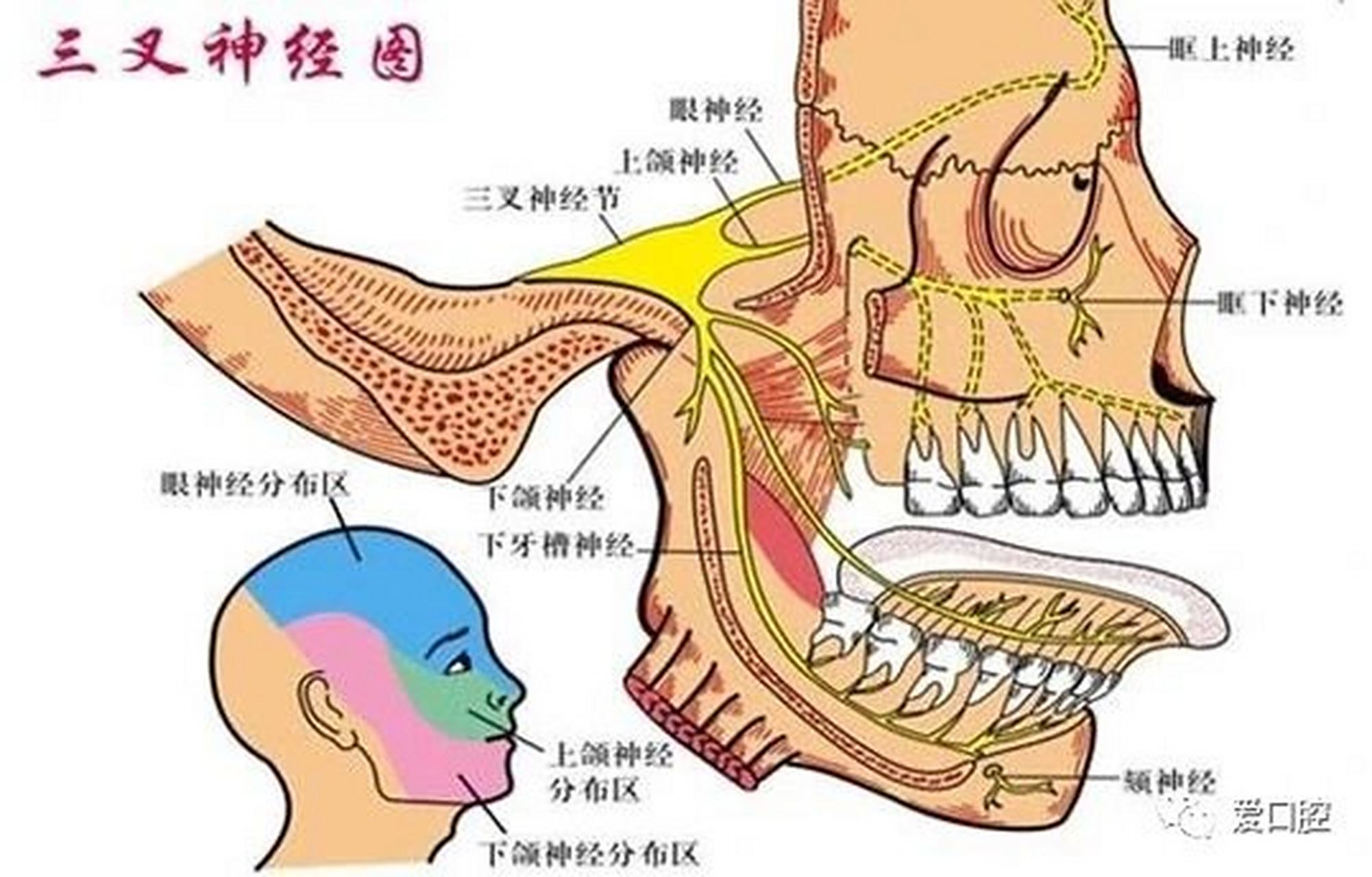 解剖图谱 三叉神经解剖图