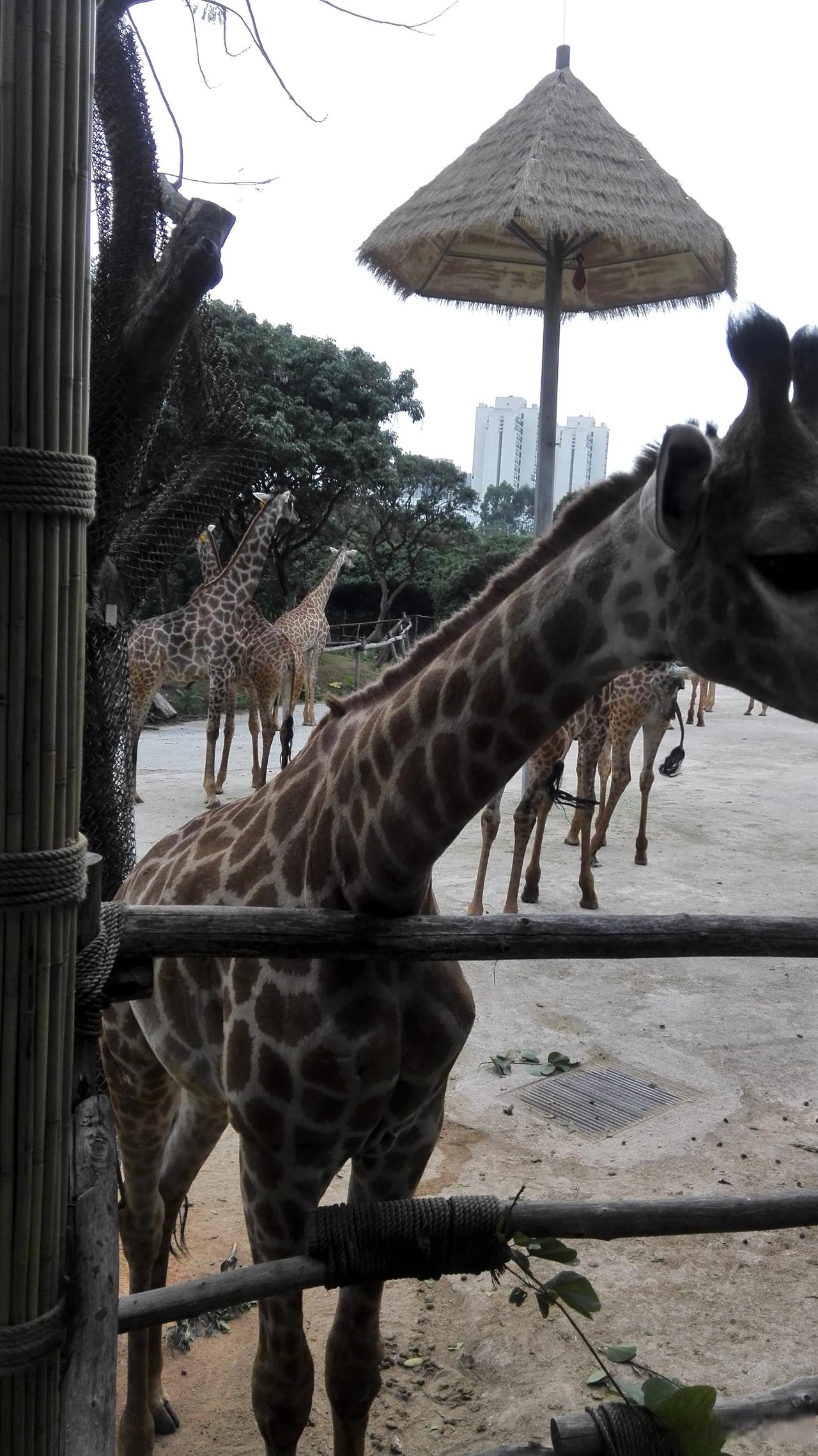 长颈鹿的祖先可追溯至2300万年前的古麟