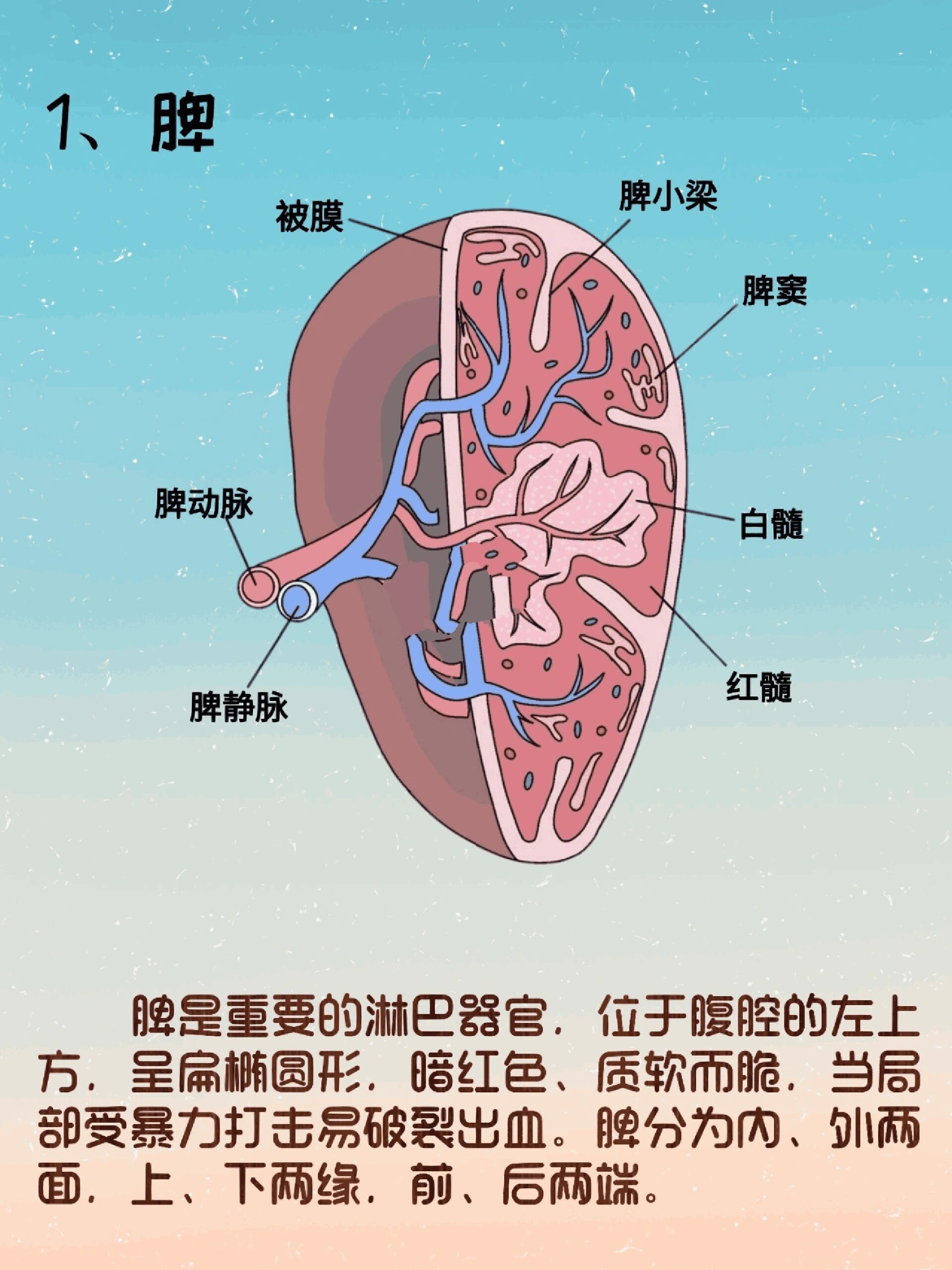 器官解剖之脾脏 简介:脾是重要的淋巴器官,位于腹腔的左上方,呈扁