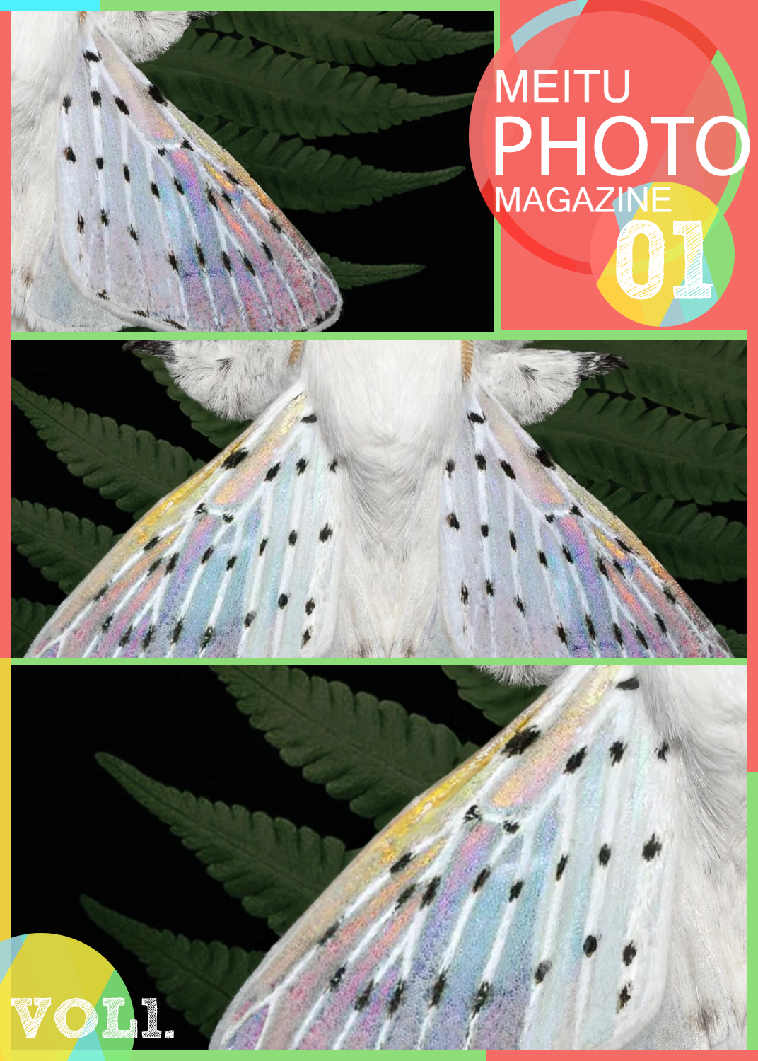 蛾子白色蛾种类白色斑点蛾蓝白花纹的飞蛾白蛾图片i么蝴蝶身上有斑点