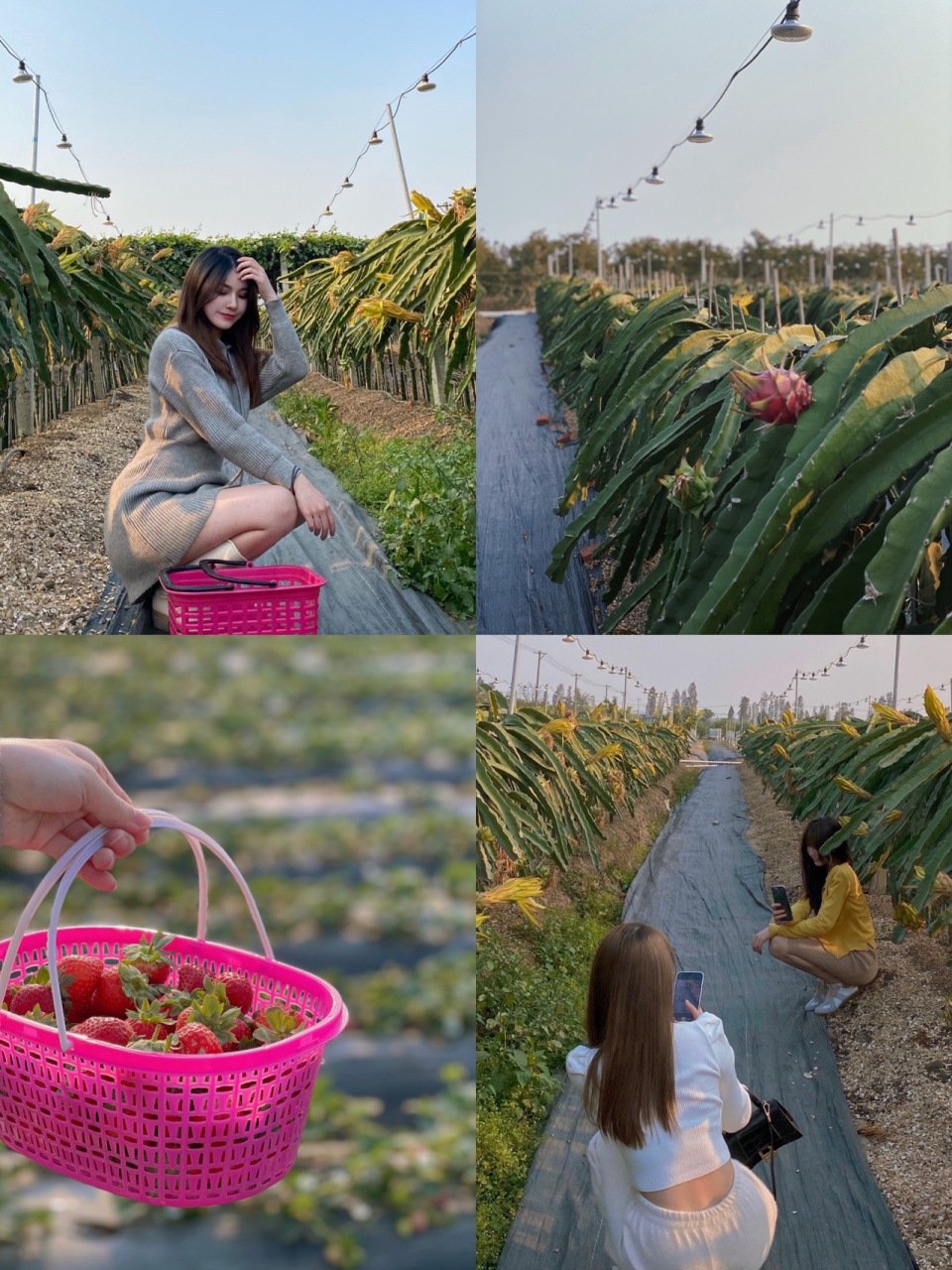 江门摘草莓 礼乐秾稼生态园 99地址:江珠高速礼乐出口处(秾稼生态园