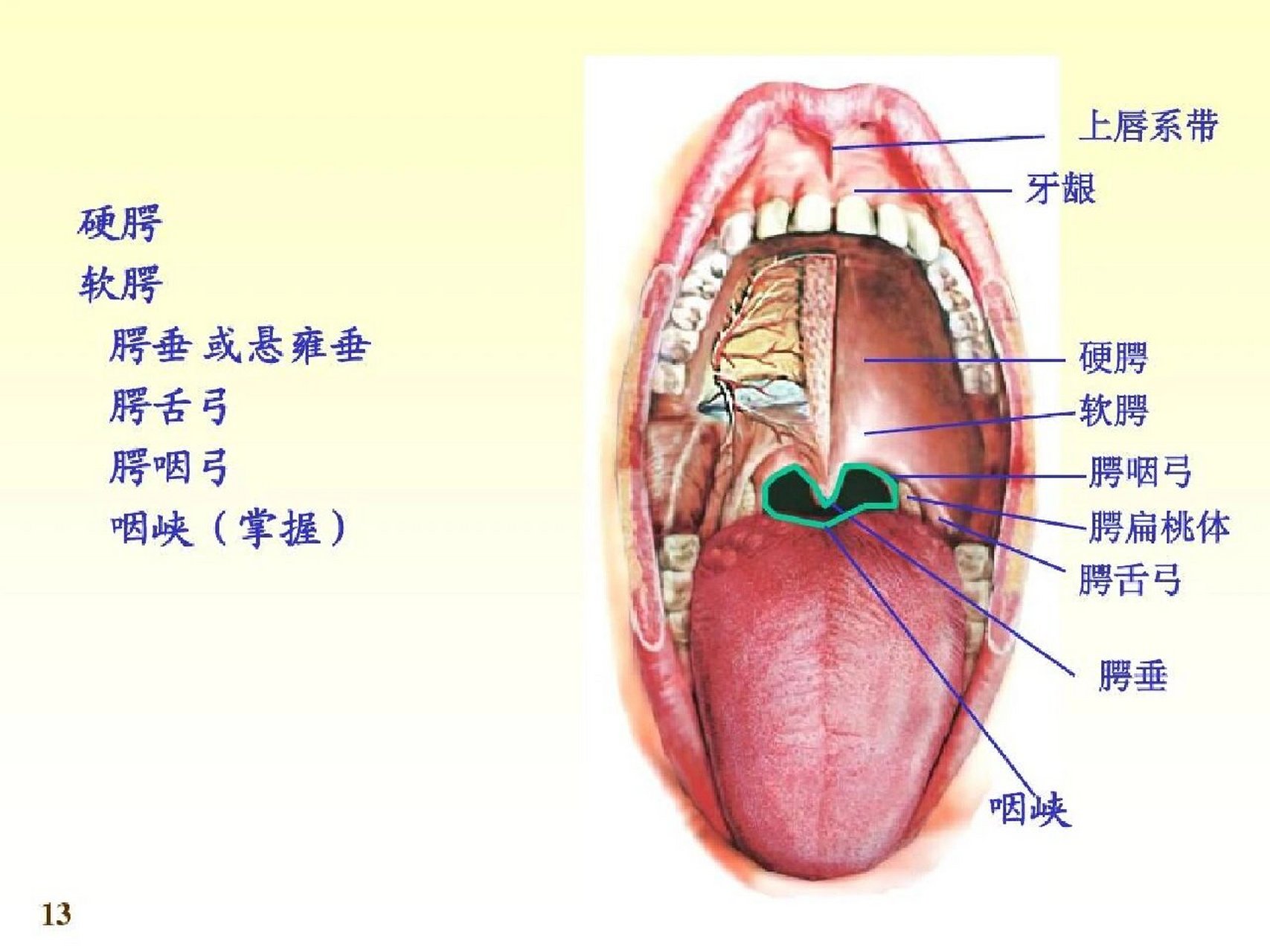 腭舌弓是哪里图片