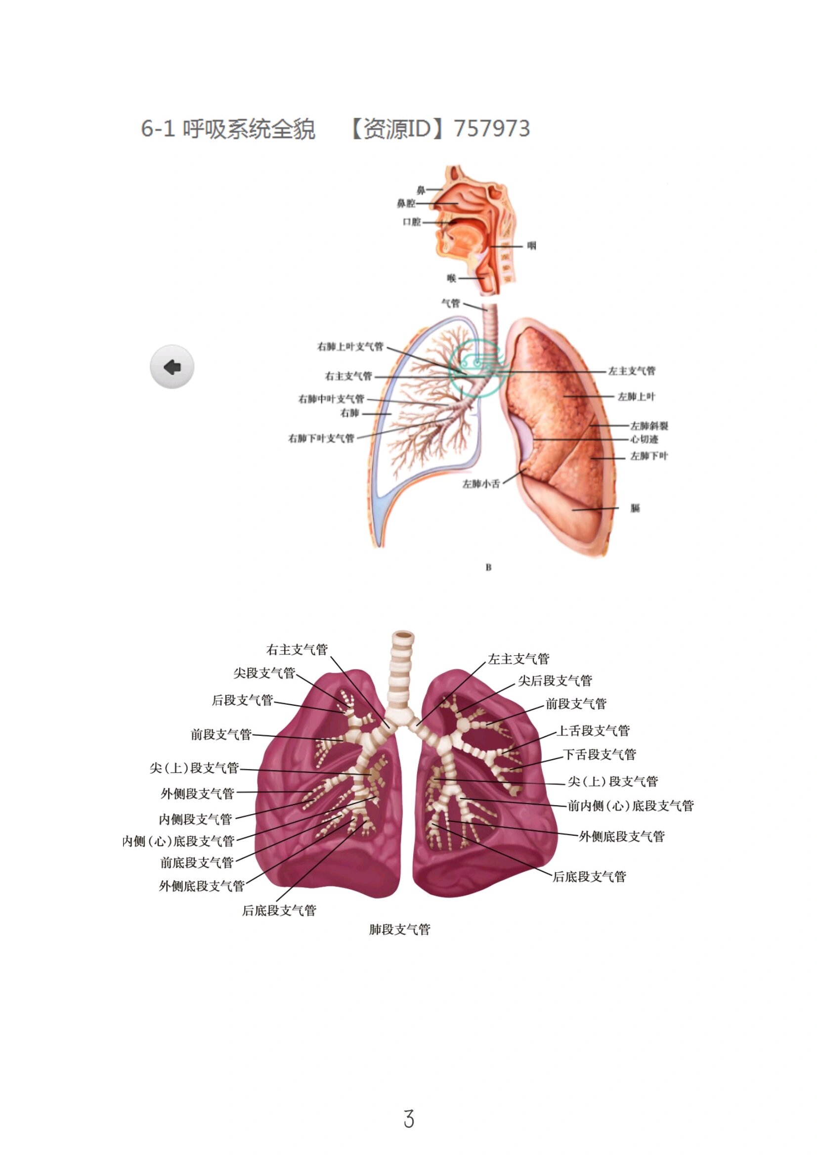 解剖学图片——呼吸系统