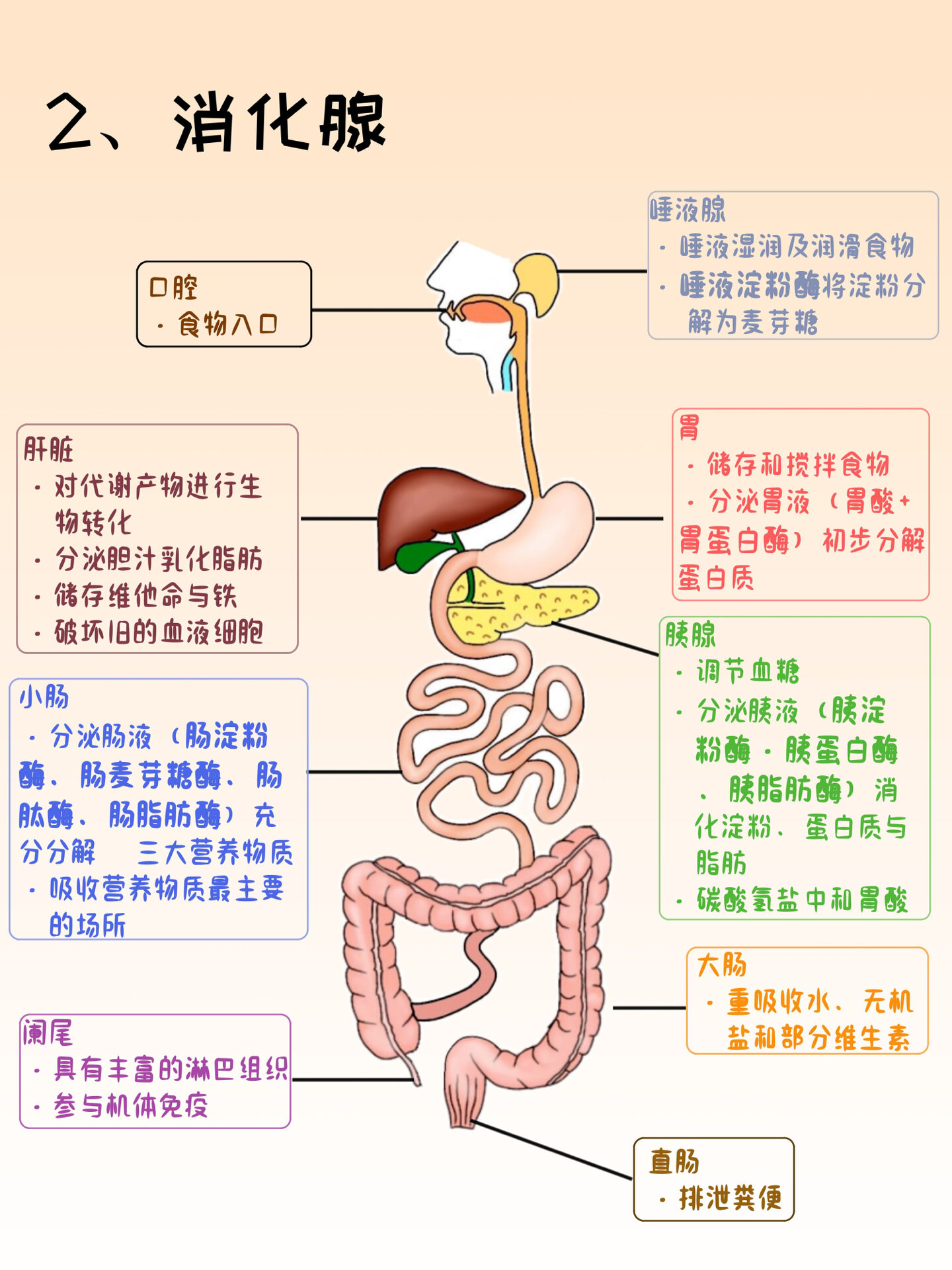 消化系统解剖图 清晰图片