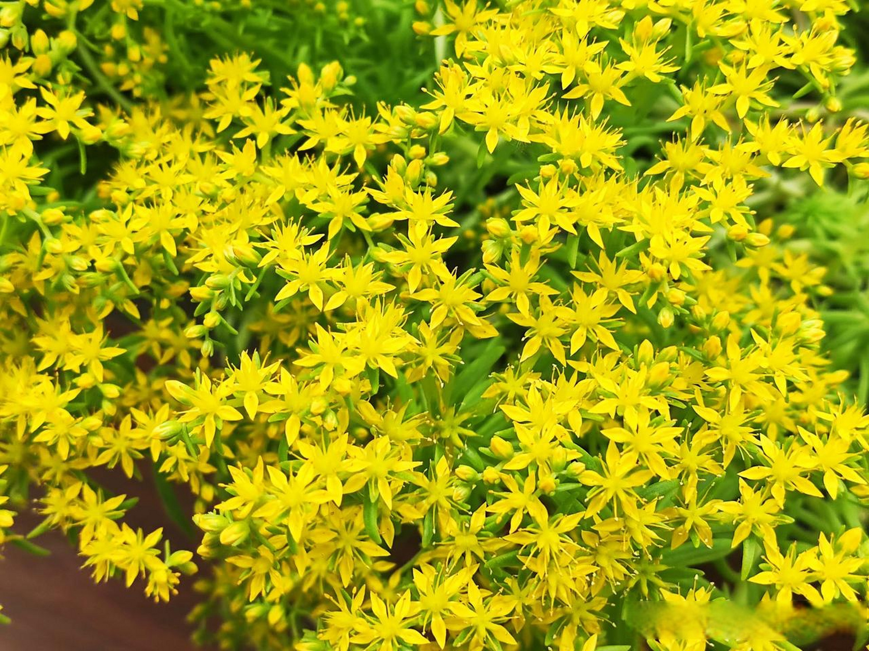 小小的叶子,小小的花朵,金灿灿的花,叫它佛甲草,也是因为它在金色的