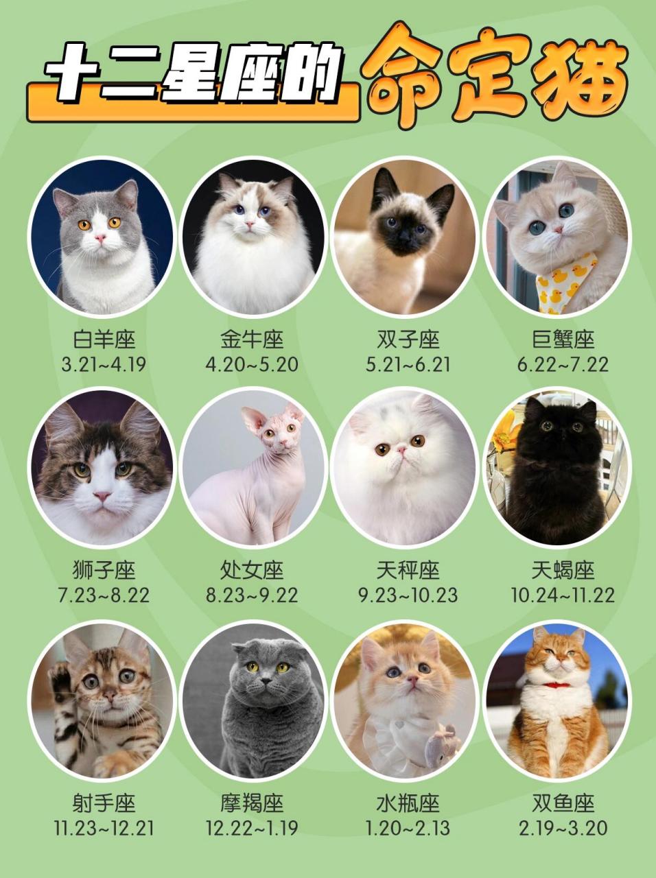 十二星座适合养什么猫快看和你家猫对上了吗 白羊座:3.21~4.