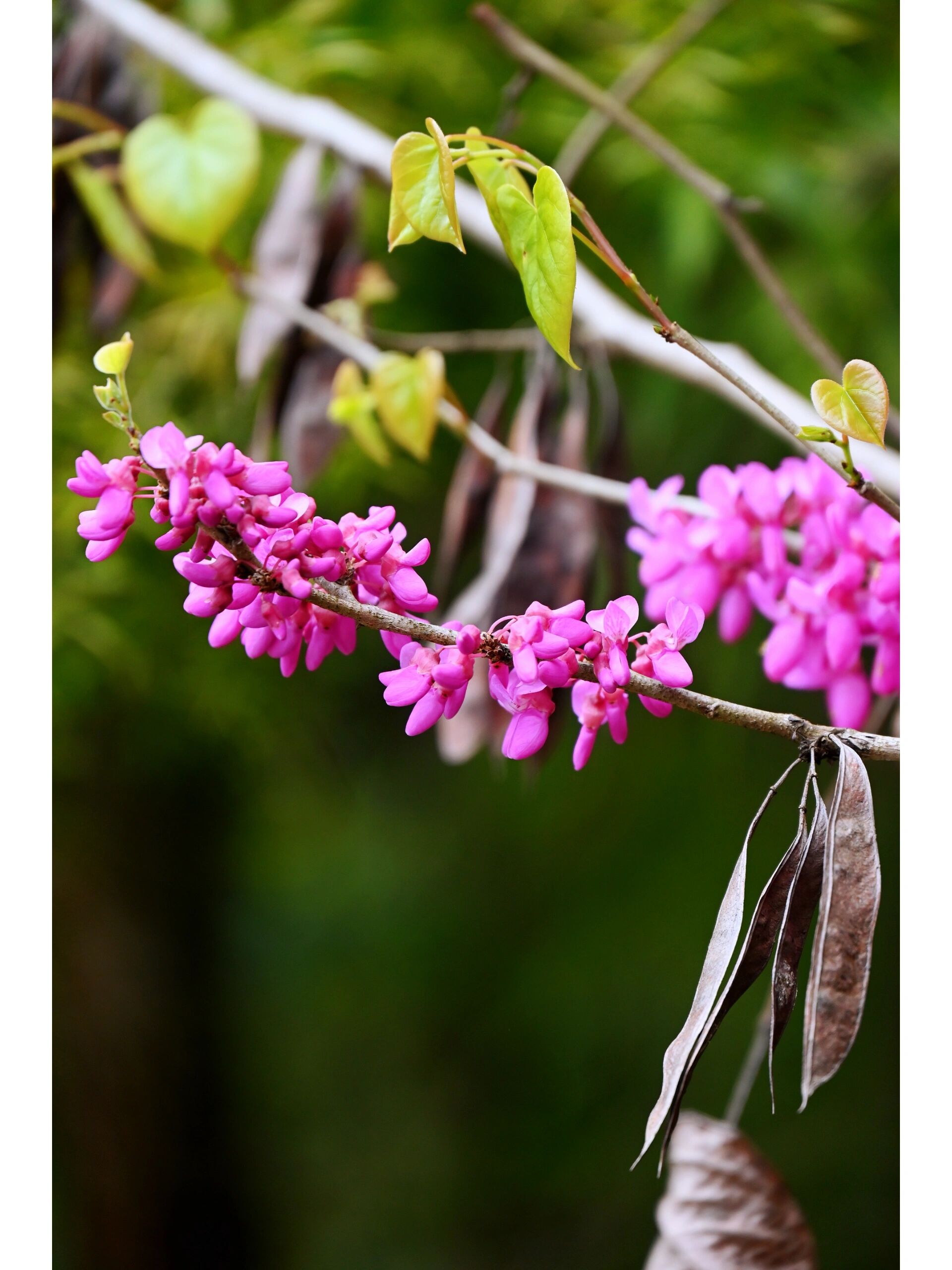 【野草集】紫荆花 豆科紫荆属植物. 花开繁华而簇生,一束束如羊肉串.