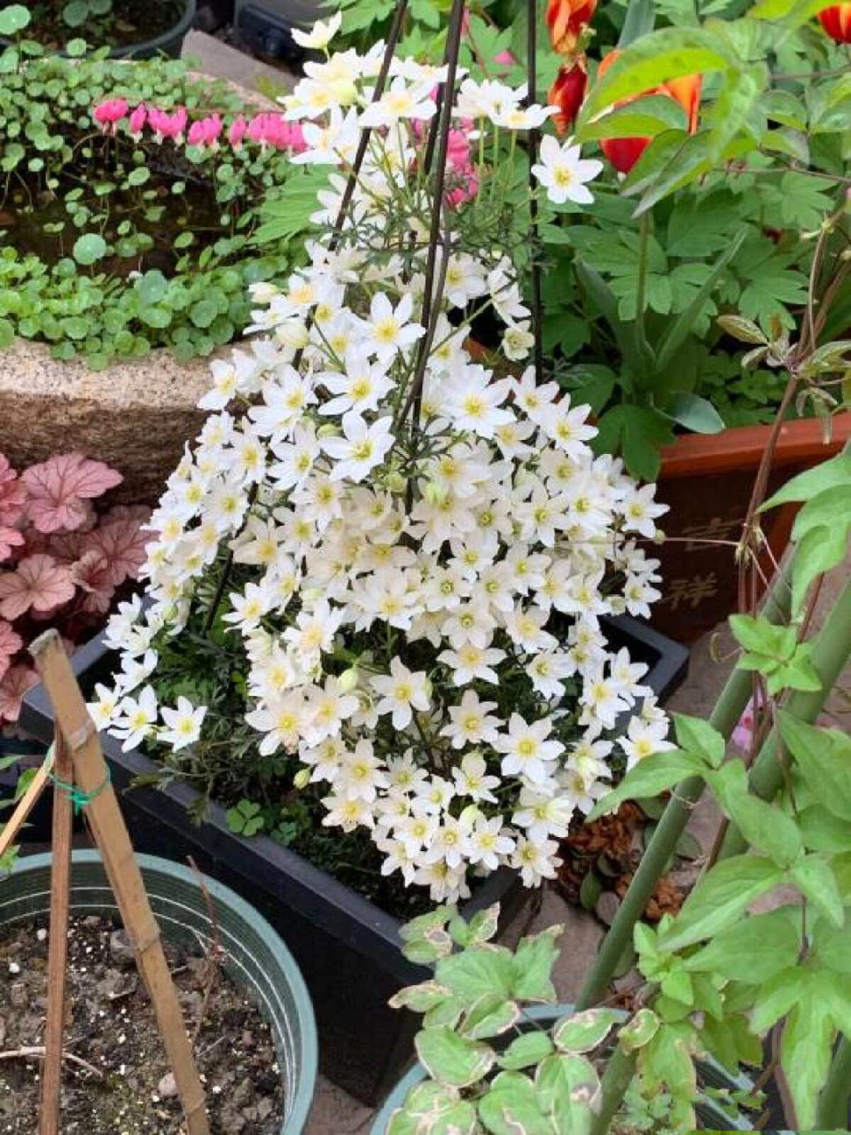 银币是常绿铁线莲品种,它株形小巧紧凑,可以室内盆栽,也可以室外盆栽