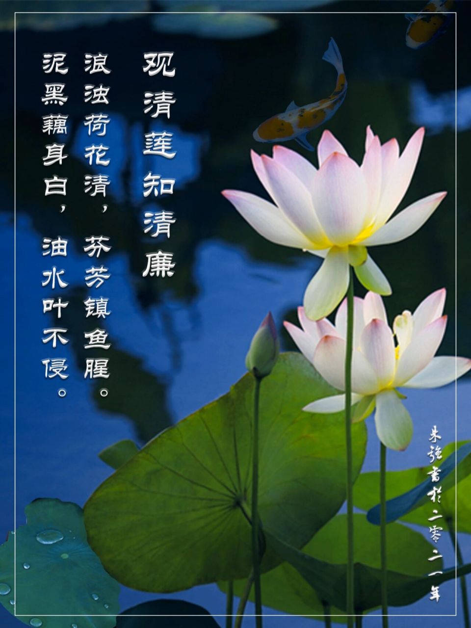 观清莲知清廉 作者  朱强 浪浊荷花清,芬芳沁人心.