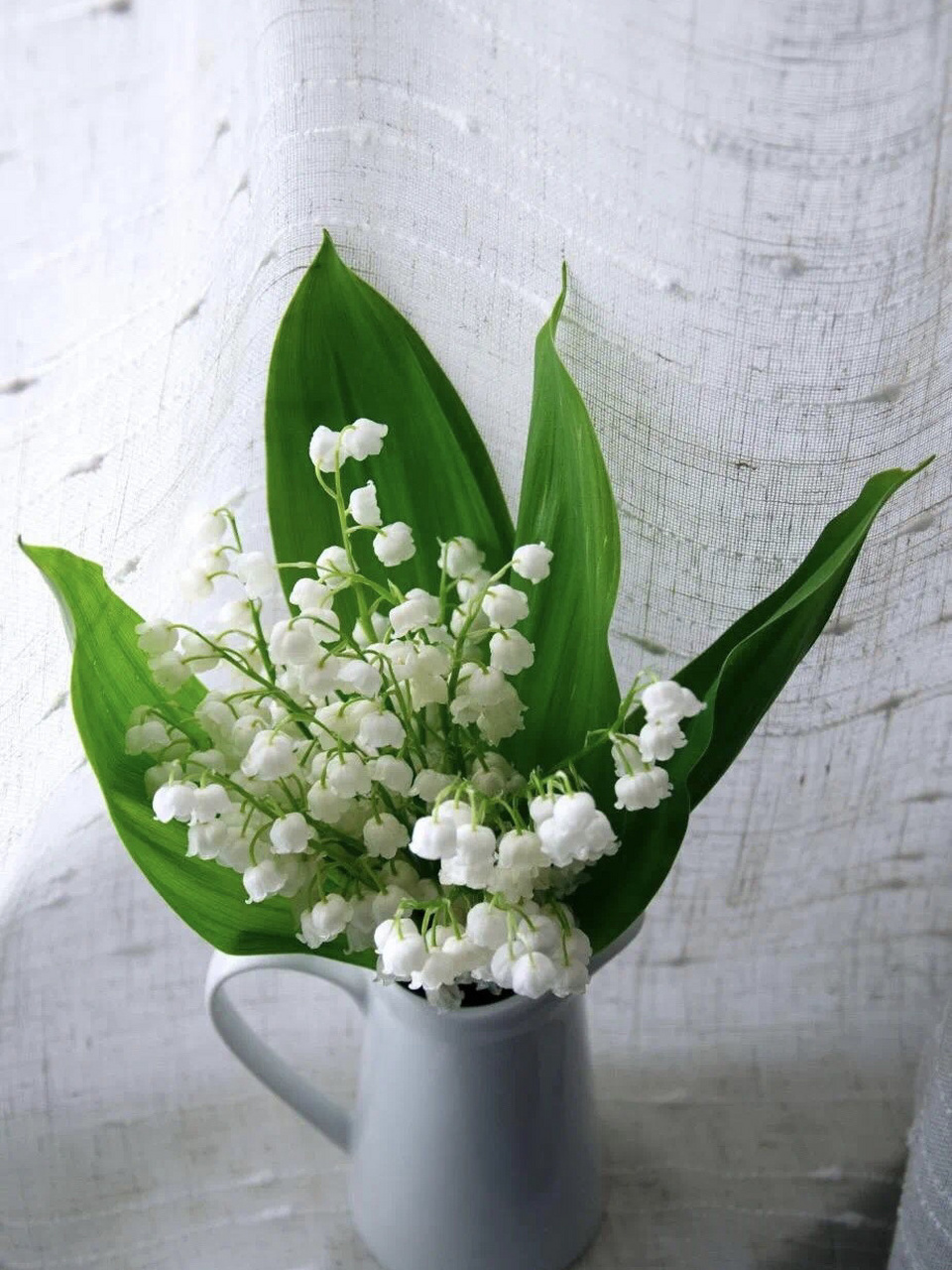 的日子里送她一束铃兰吧～ #铃兰# #云之垚花卉# #情人节# #铃兰花束