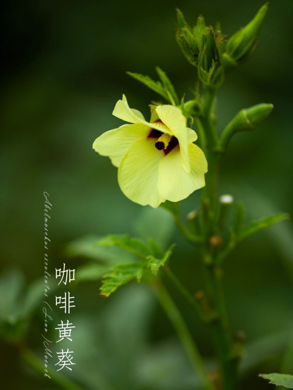 咖啡黄葵(学名:abelmoschus esculentus (linn.