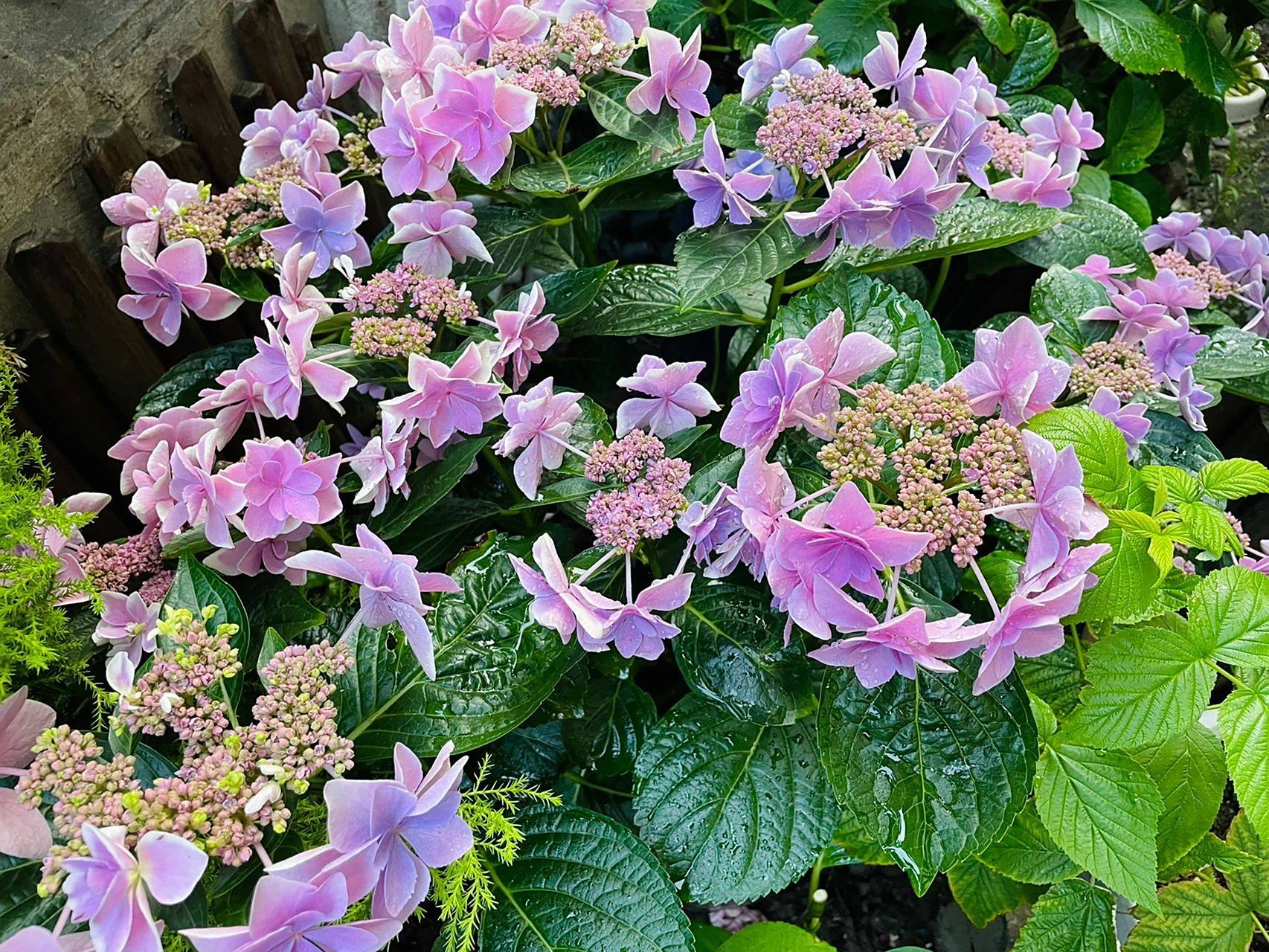 平顶绣球:星星糖 去年没有调蓝,星星糖是蓝紫色的超级好看,今天调蓝了