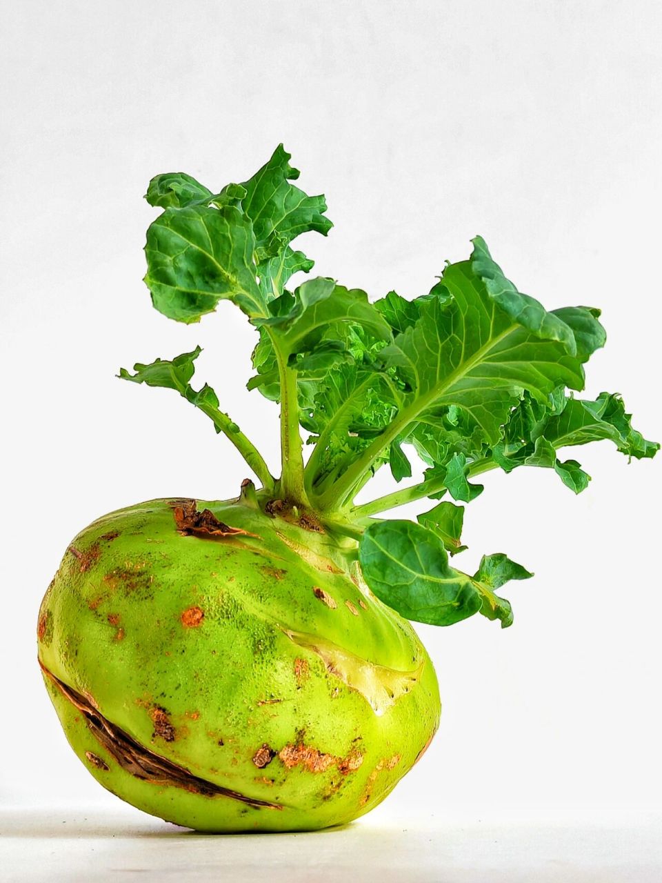 绘画素材 | 苤蓝开花~生机勃勃  