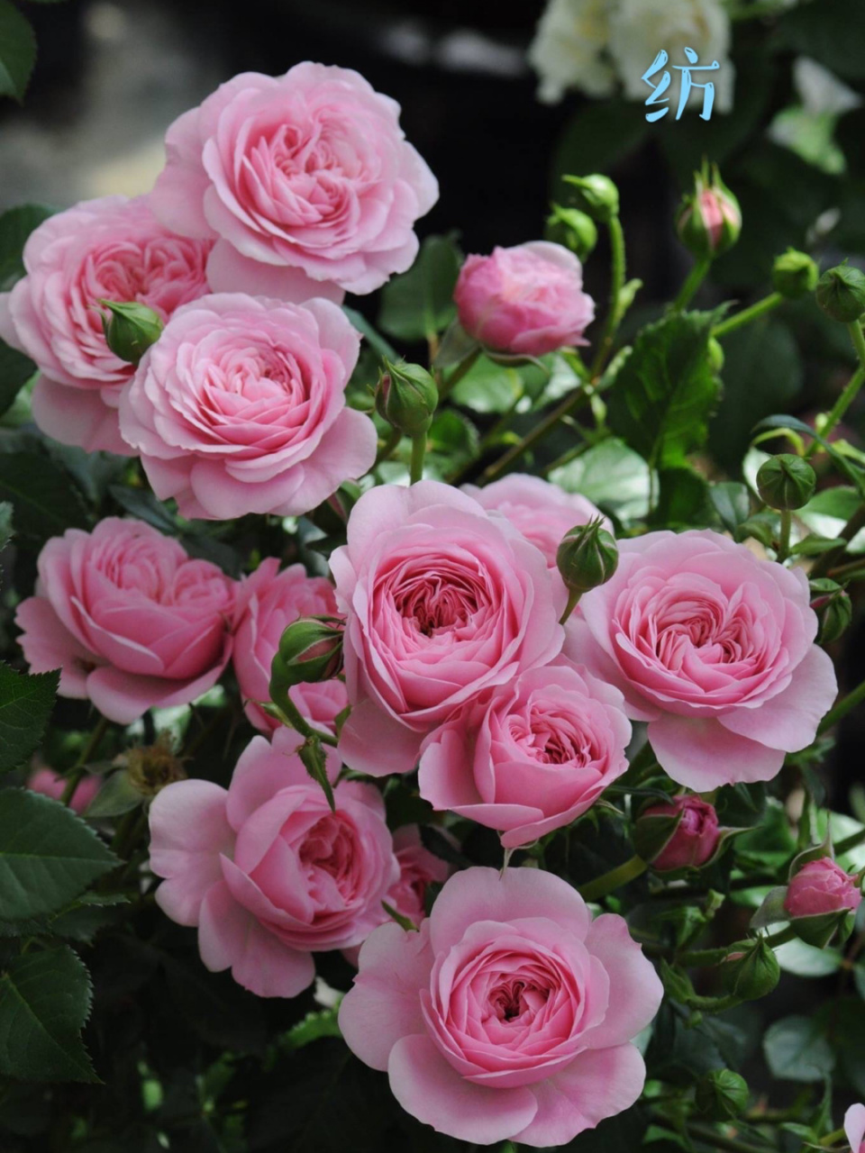 河本月季科普—纺织系列 寻求新的繁育方向,想从女性特有的感性认知