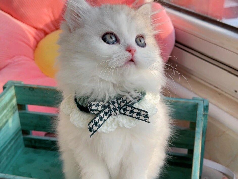 全款1680甜美系银白高地猫咪(公)英国长毛猫