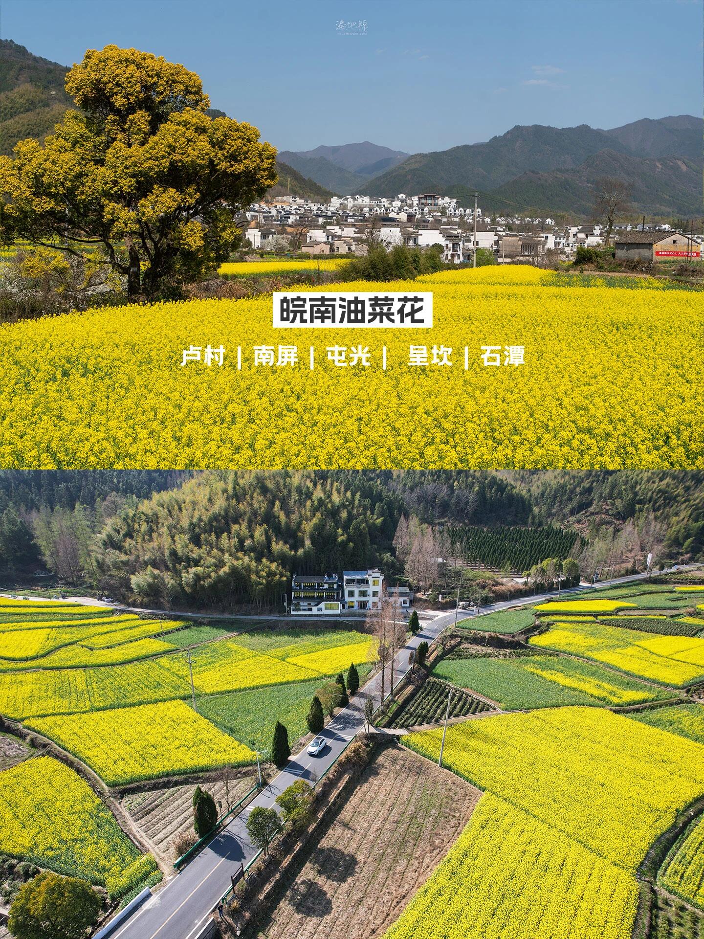 三月油菜花,避开婺源,皖南不香吗 3-15,黟县宏村的油菜花实拍,在卢村
