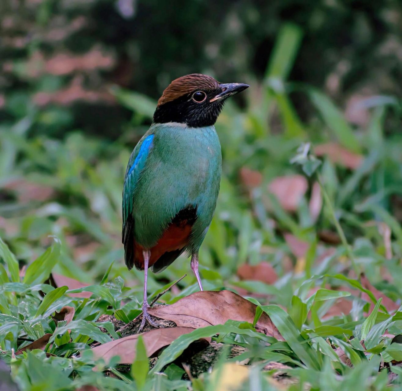 绿胸八色鸫 hooded pitta 绿胸八色鸫 (pitta sordida) photo by sang