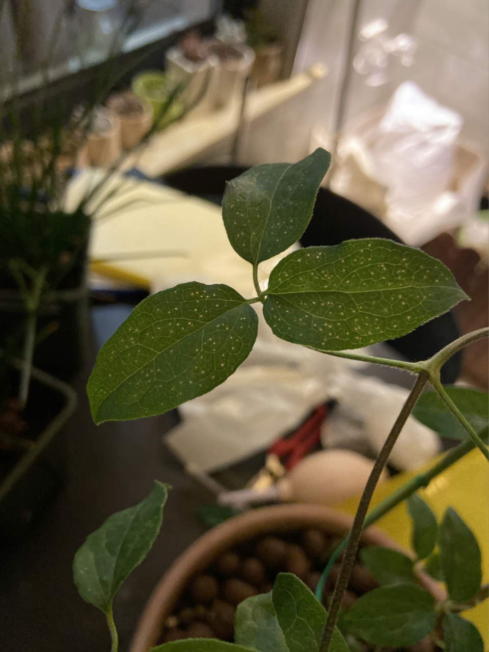 求助帖,铁线莲叶子上密密麻麻的小洞洞 昨天浇水时突然发现的,几乎