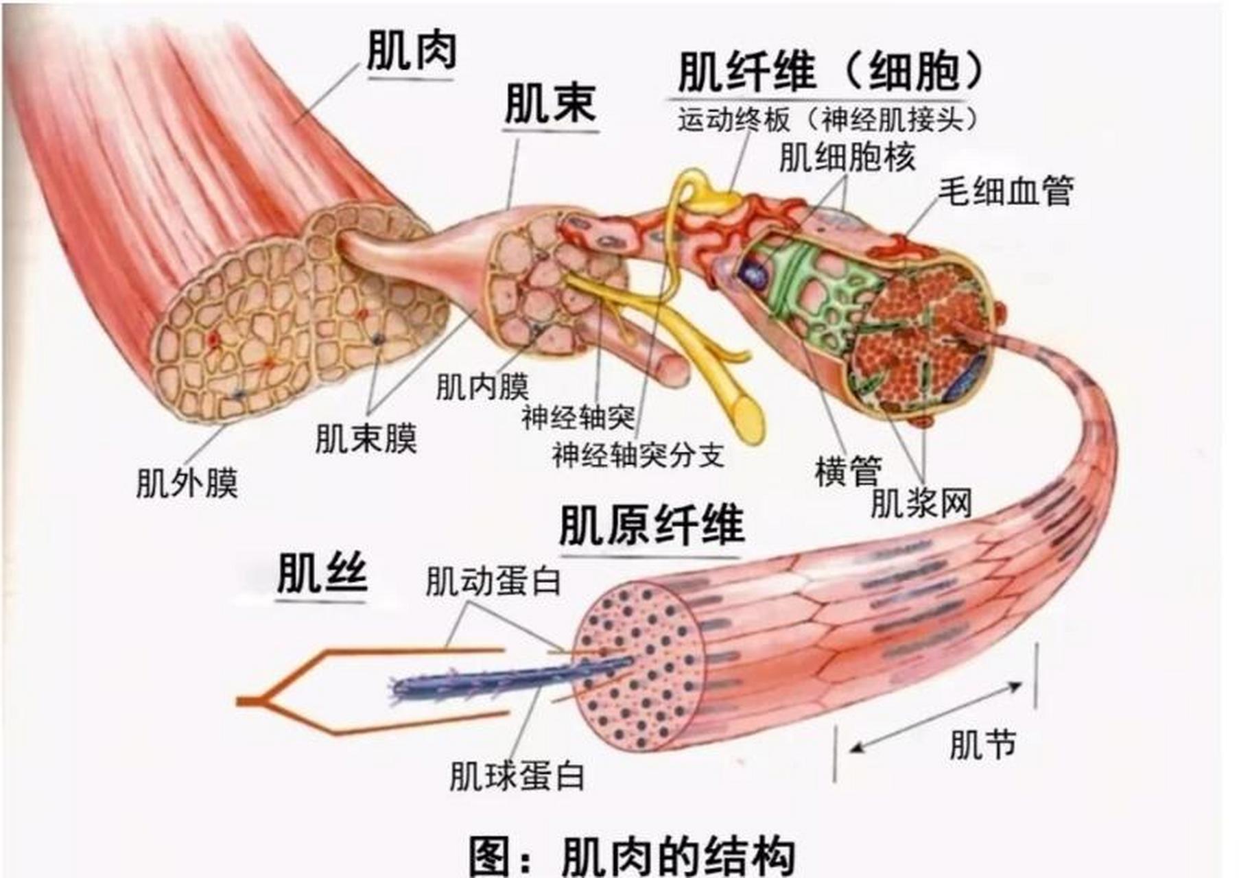 半腱肌和半膜肌解剖图图片